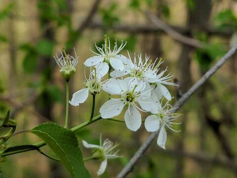 Image of Mahaleb cherry