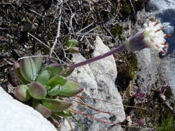 Plancia ëd Curio crassulifolius (DC.) P. V. Heath