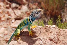 Image of Eastern Collared Lizard