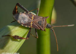 Image of western leaf-footed bug