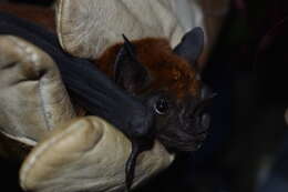 Image of Spear-nosed Bats.