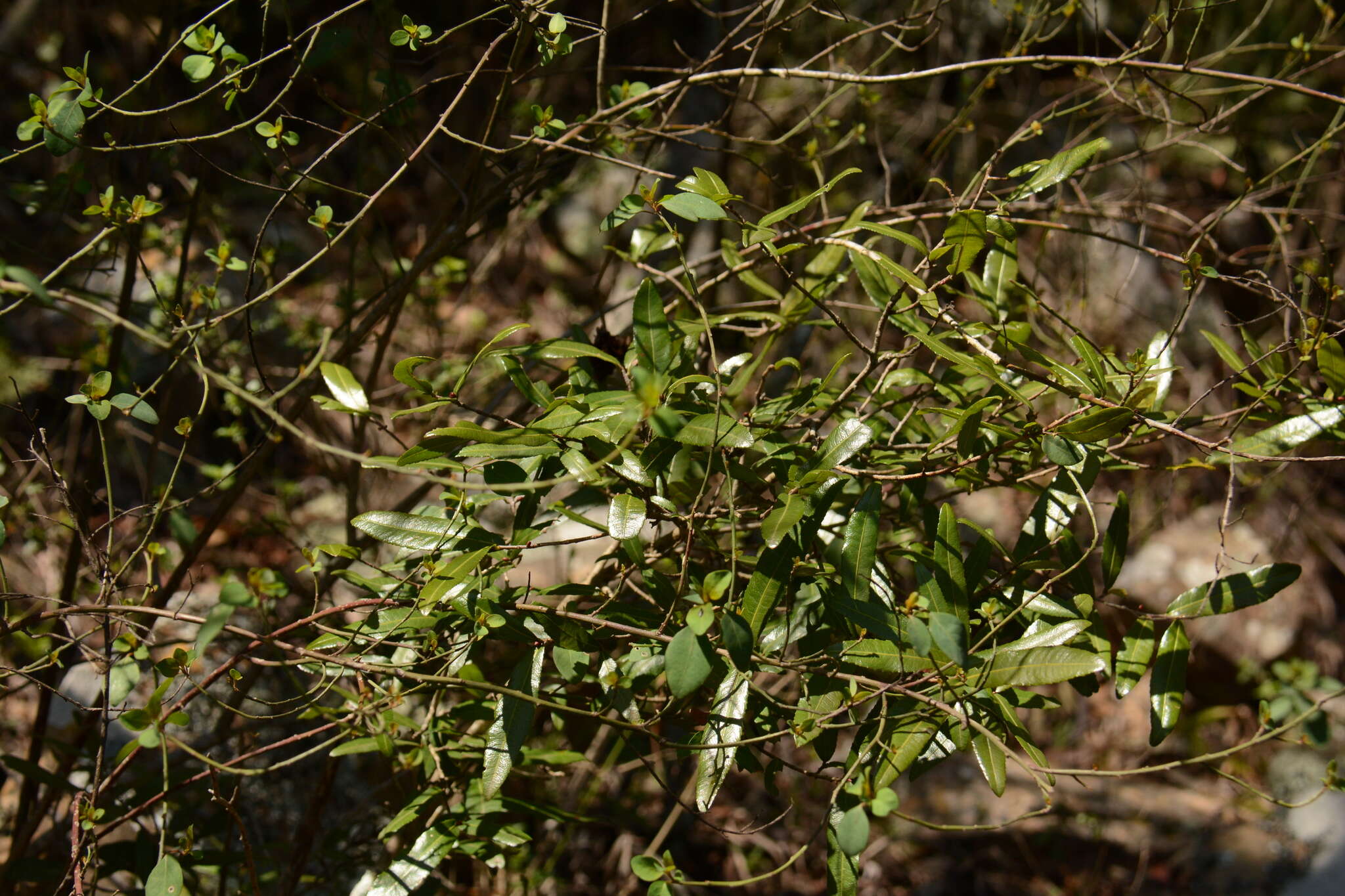 Image of Ochna natalitia (Meissn.) Walp.