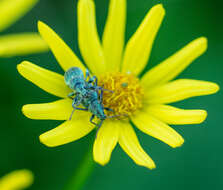 Phyllobius (Aprepes) altaicus Gebler 1833 resmi