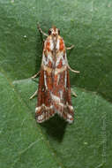 Acrobasis porphyrella Duponchel 1836 resmi