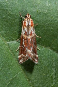 Acrobasis porphyrella Duponchel 1836 resmi