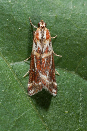 Acrobasis porphyrella Duponchel 1836 resmi