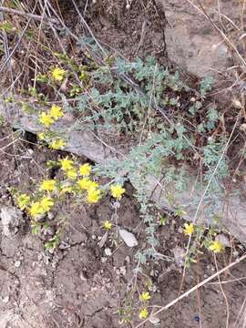 Image of Hypericum tomentosum L.