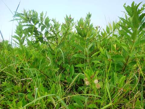 Image of Cephalanthus occidentalis subsp. salicifolius (Humb. & Bonpl.) Borhidi & Diego