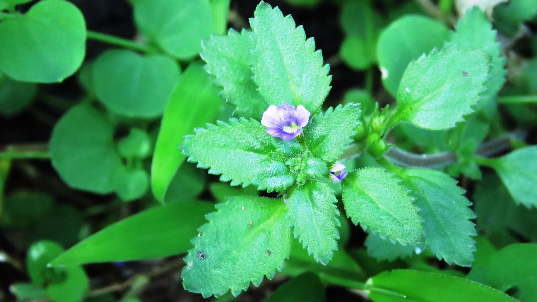 Слика од Stemodia verticillata (Mill.) Hassler