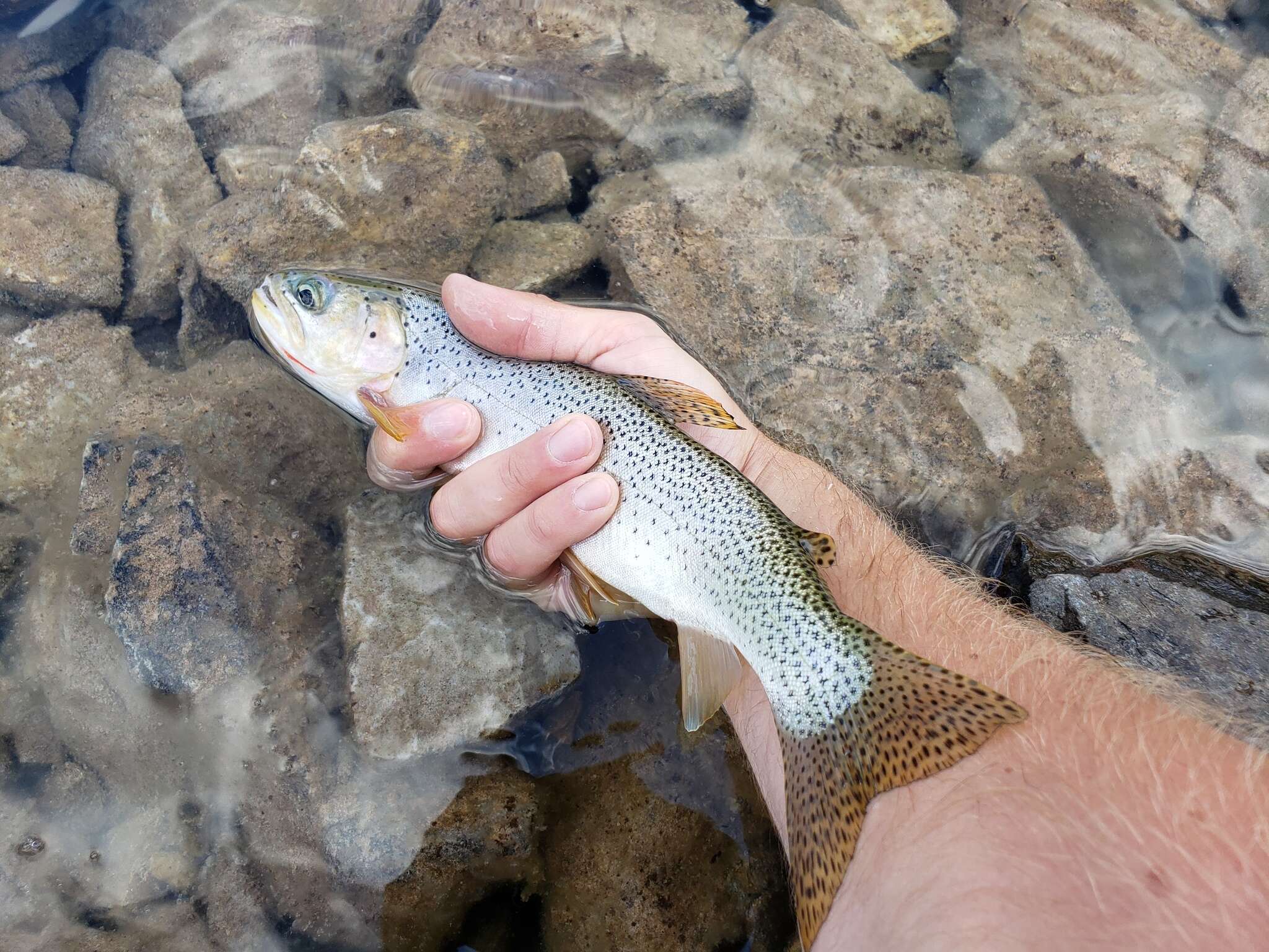 Image of Oncorhynchus clarkii lewisi (Girard 1856)