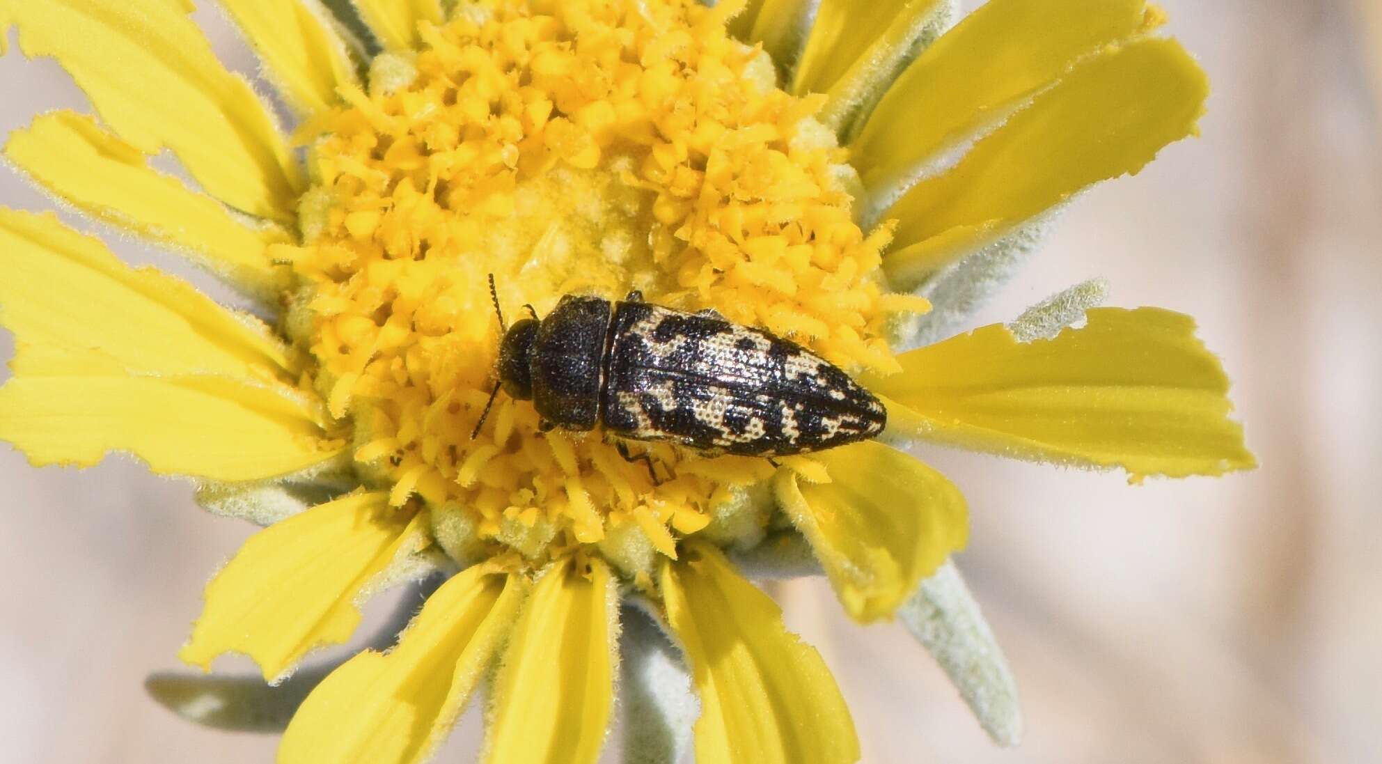 Image de Acmaeodera cuneata Fall 1899