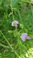 Desmodium canescens (L.) DC. resmi