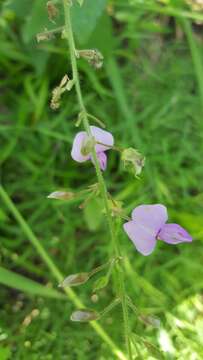 Image of hoary ticktrefoil