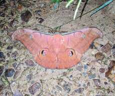 Antheraea helferi Moore 1858 resmi