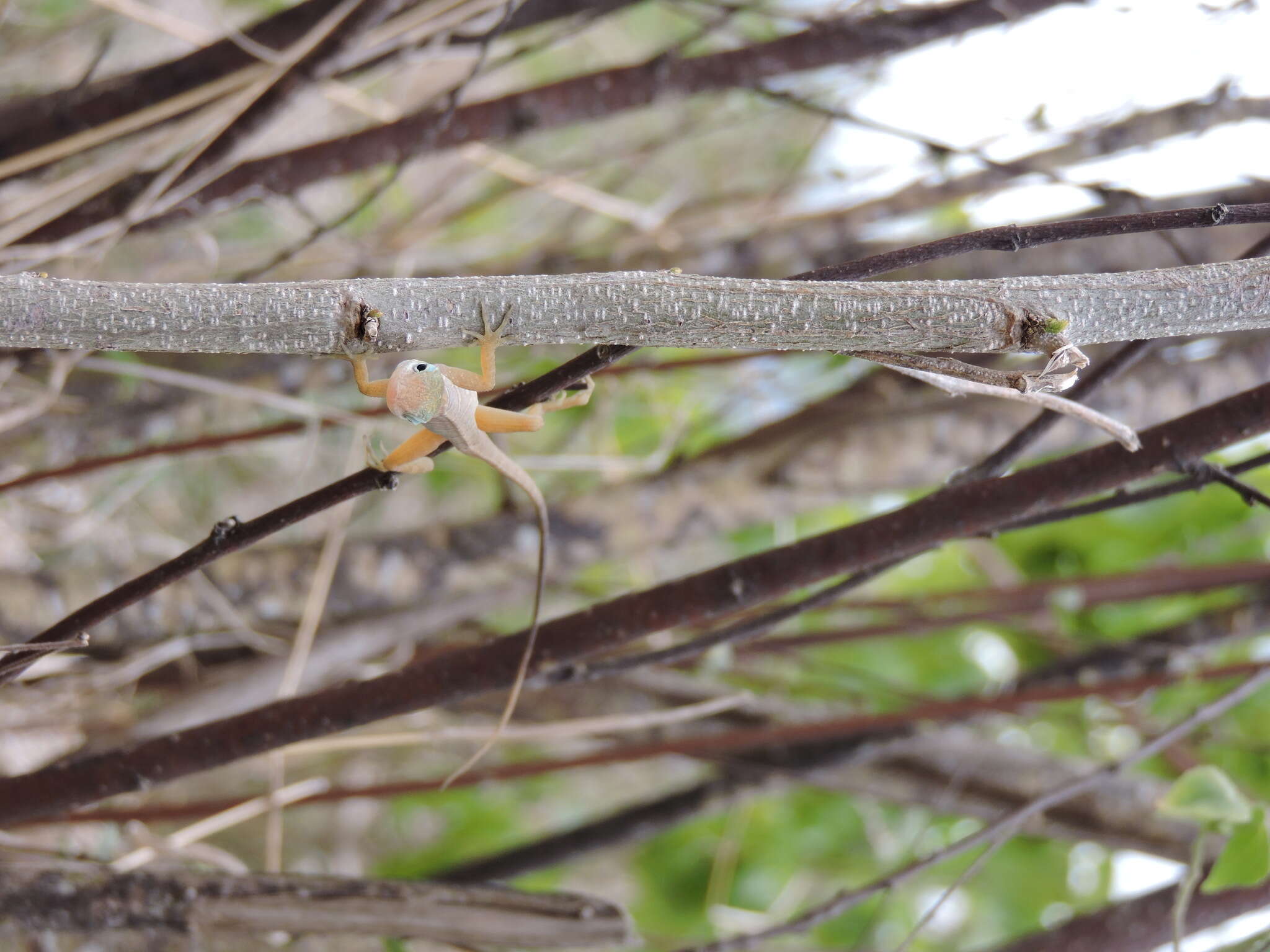 Image of Anguilla Bank Bush Anole