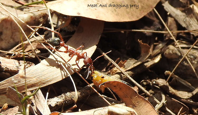 Image of Myrmecia comata Clark 1951