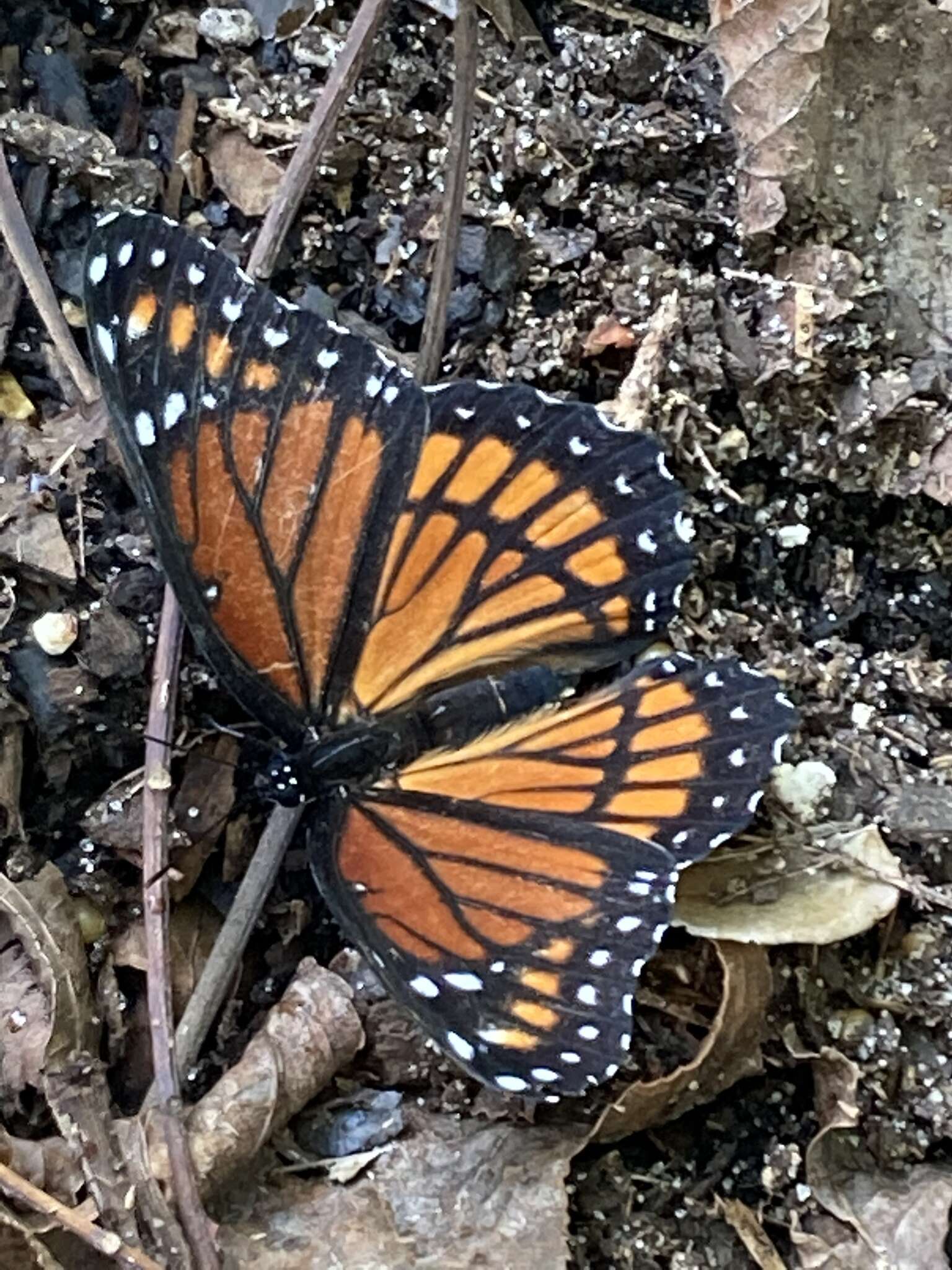 Limenitis archippus watsoni Dos Passos 1938的圖片