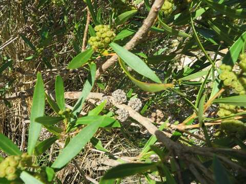 صورة Callistemon lanceolatus (Sm.) Sweet