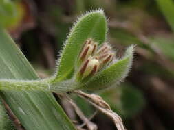 Image of Myosotis lytteltonensis (Laing & A. Wall) de Lange