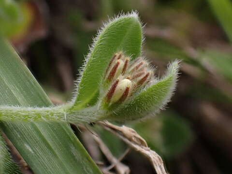 Imagem de Myosotis lytteltonensis (Laing & A. Wall) de Lange