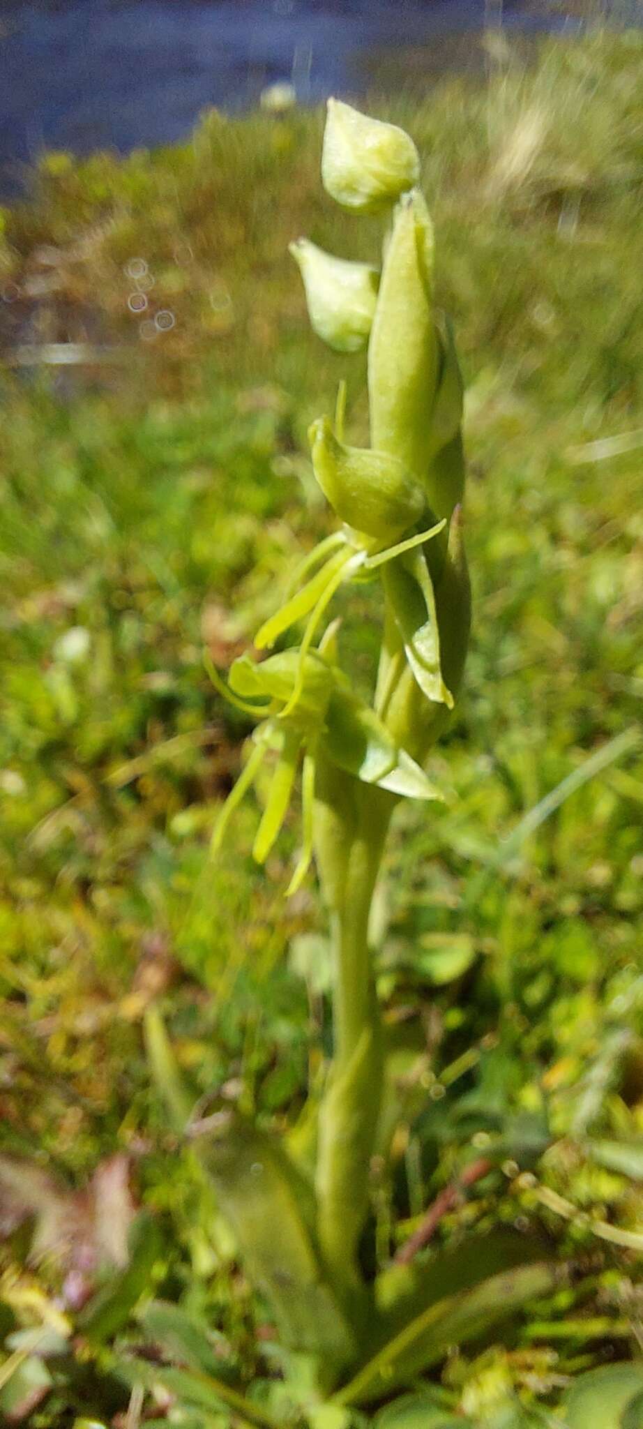 Habenaria pumila Poepp. resmi