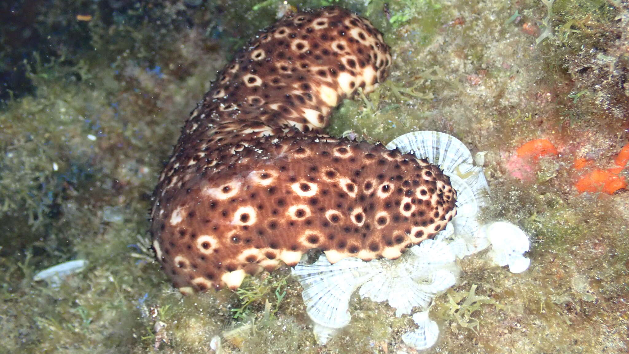 Image of Holothuria subgen. Platyperona Rowe 1969