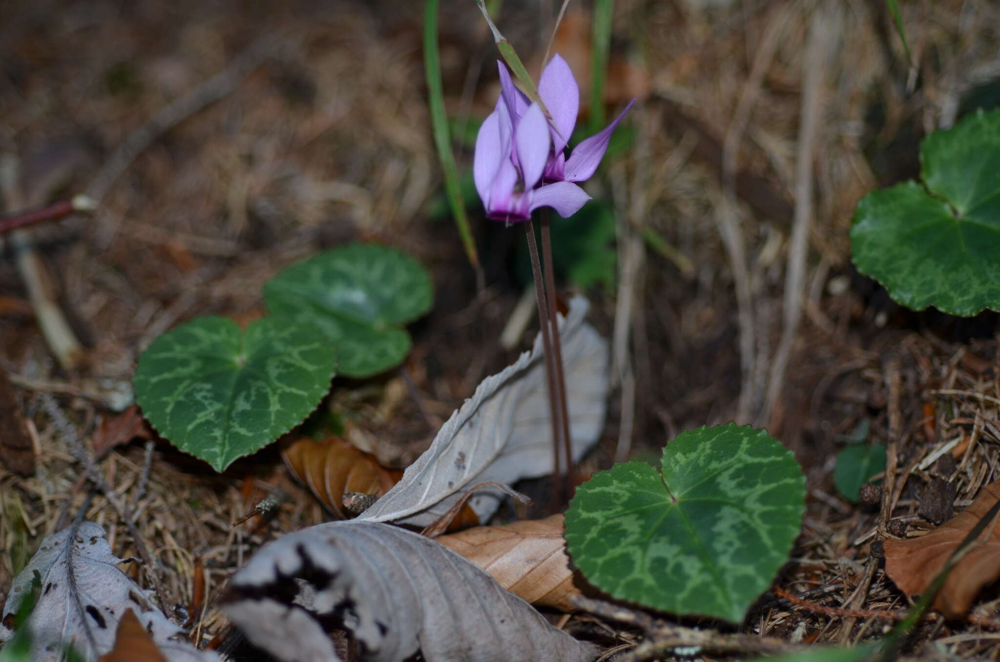 Image of cyclamen