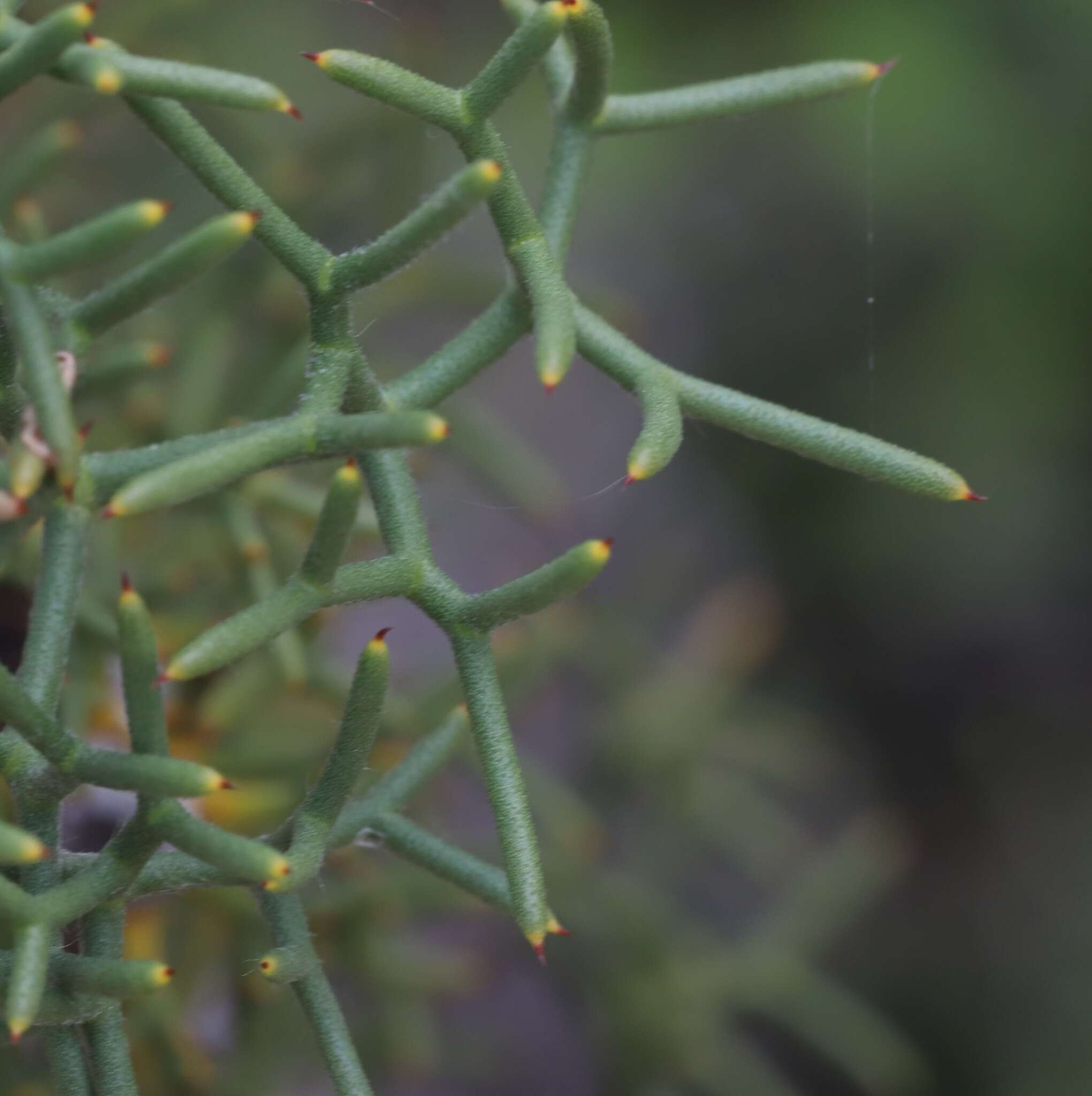 Image of Petrophile drummondii Meissn.