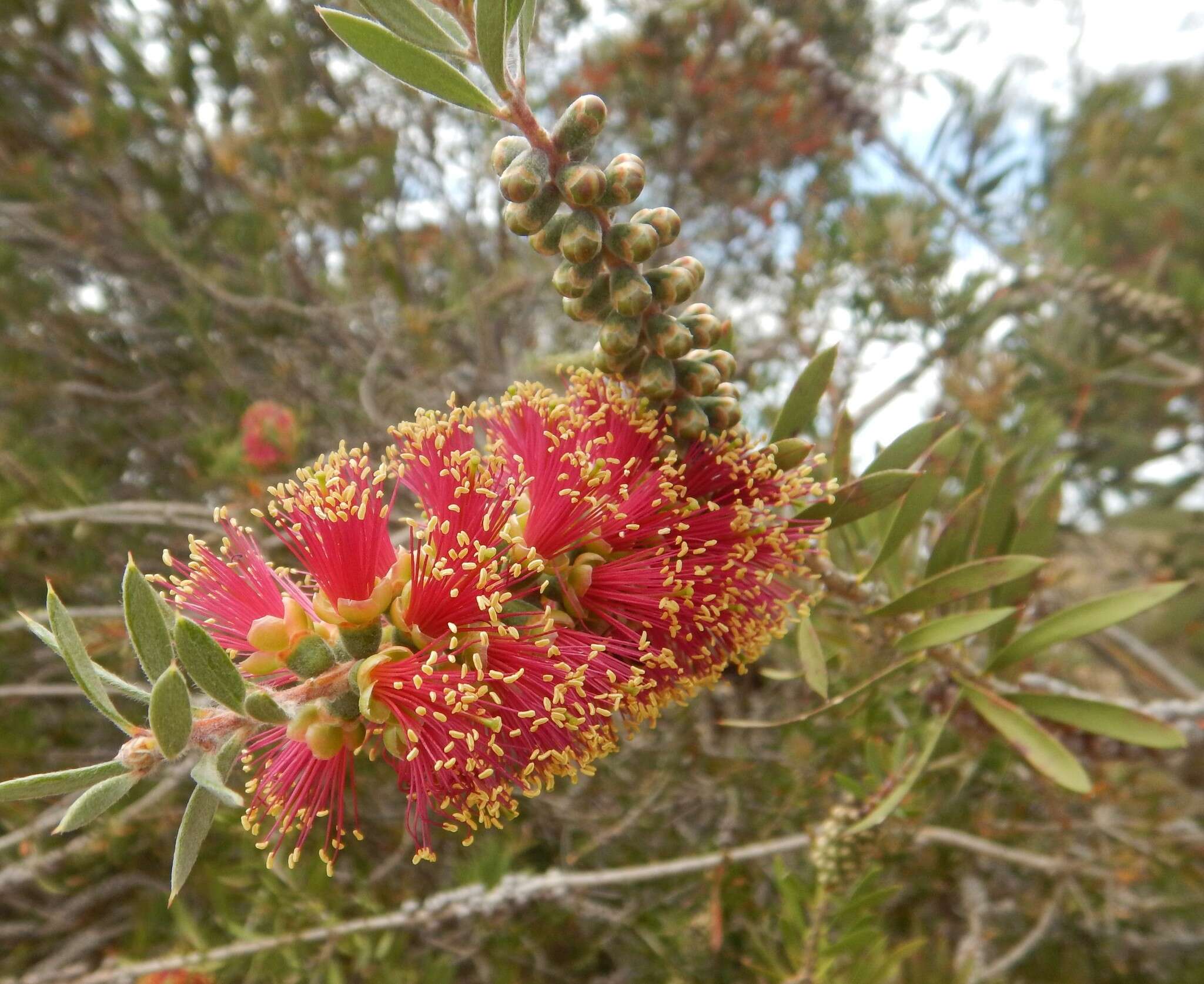 Image of scarlet bottlebrush