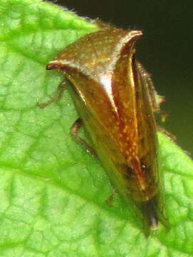 Image of Stictocephala basalis Walker