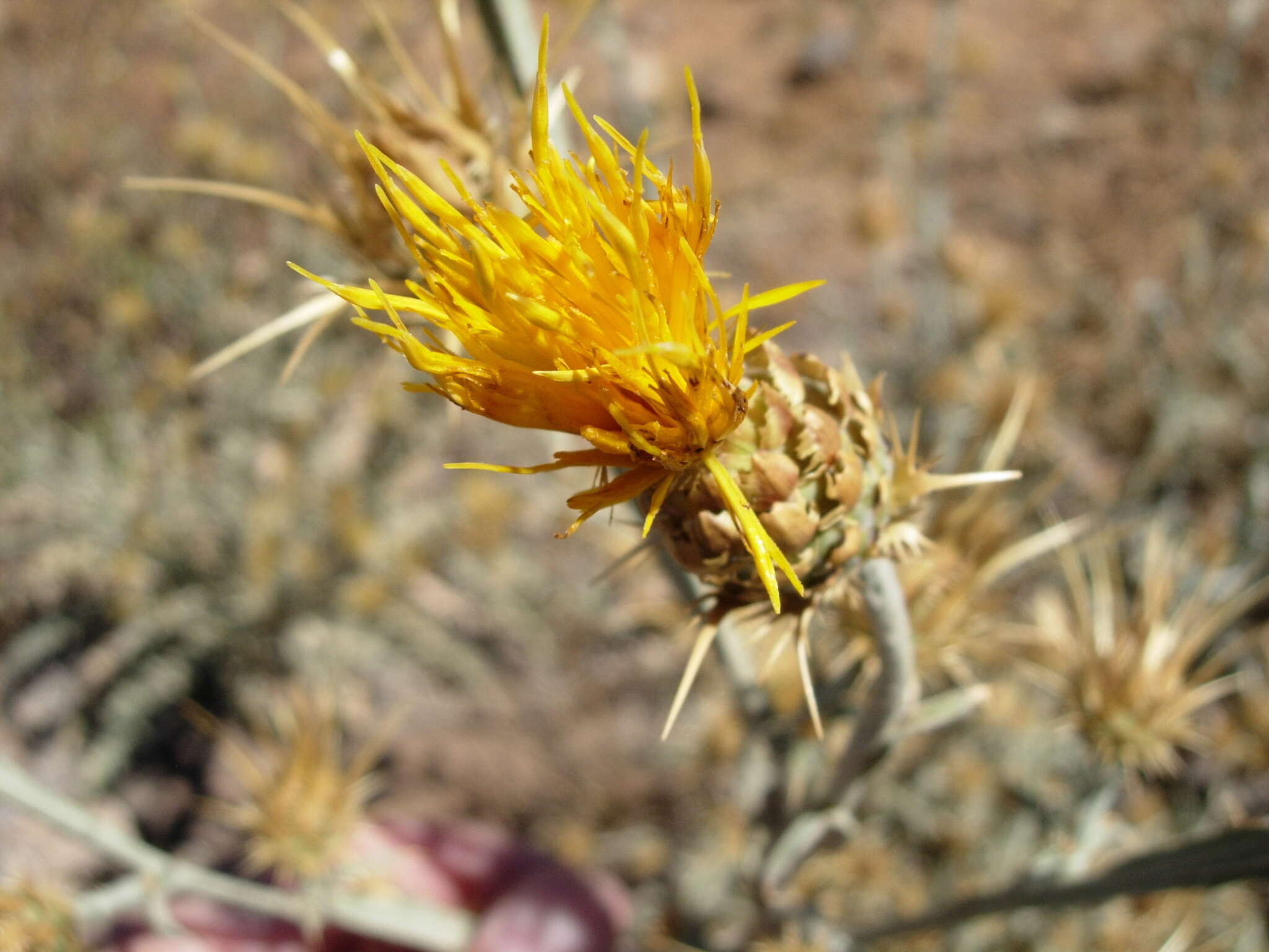 Centaurea onopordifolia Boiss. resmi