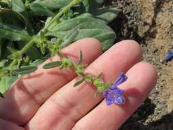 Echium bonnetii Coincy的圖片