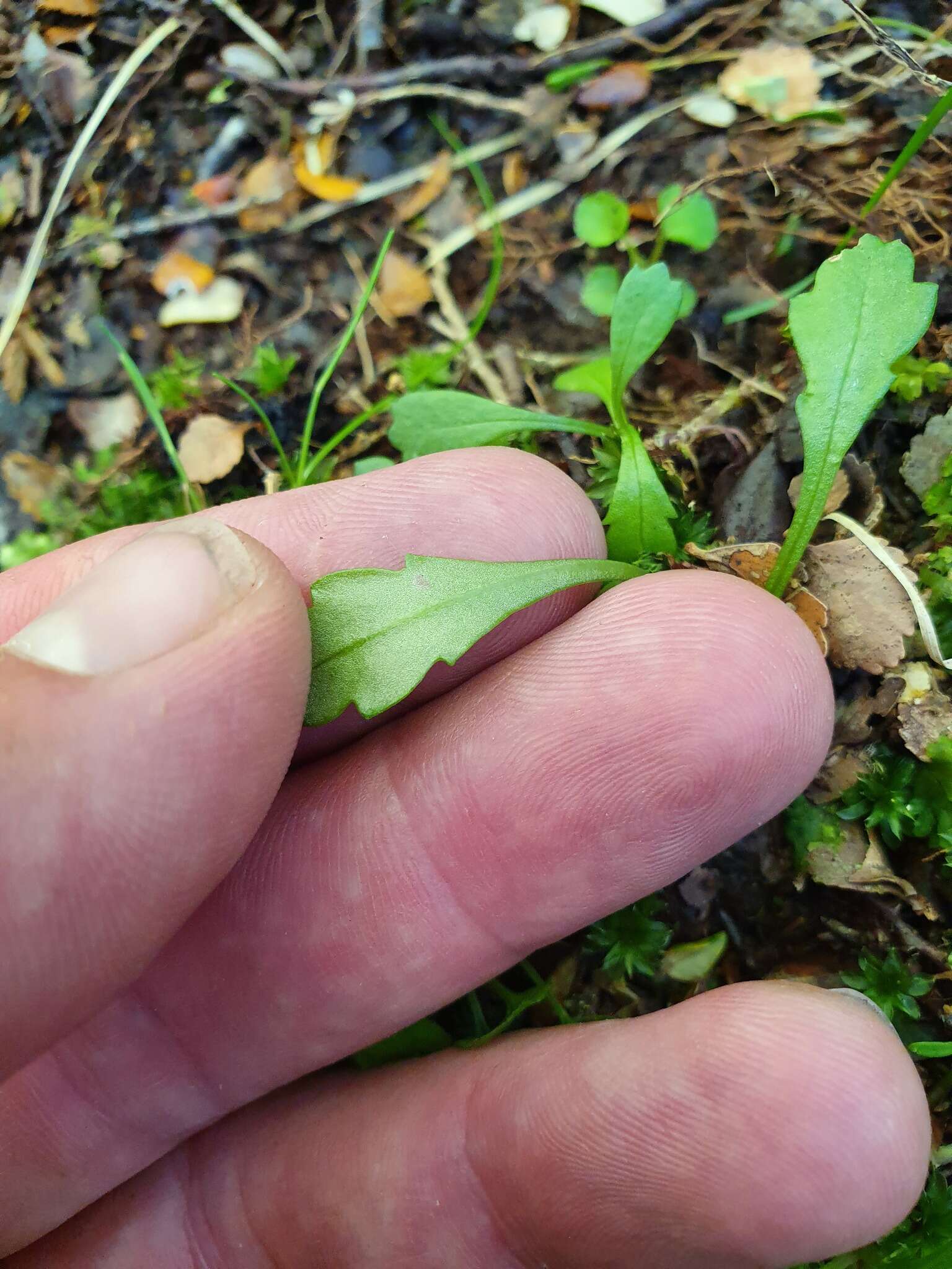 Image of Brachyscome radicata Hook. fil.