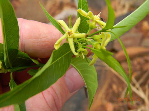 Слика од Wrightia natalensis Stapf