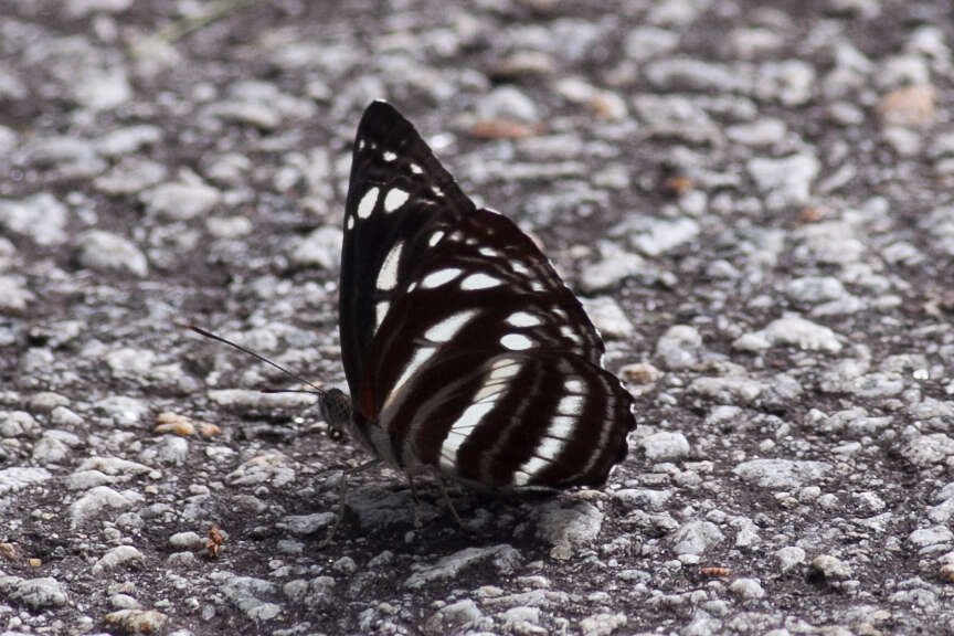 Image of Neptis nata Moore 1857