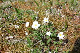 Слика од Callianthemum sajanense Witasek