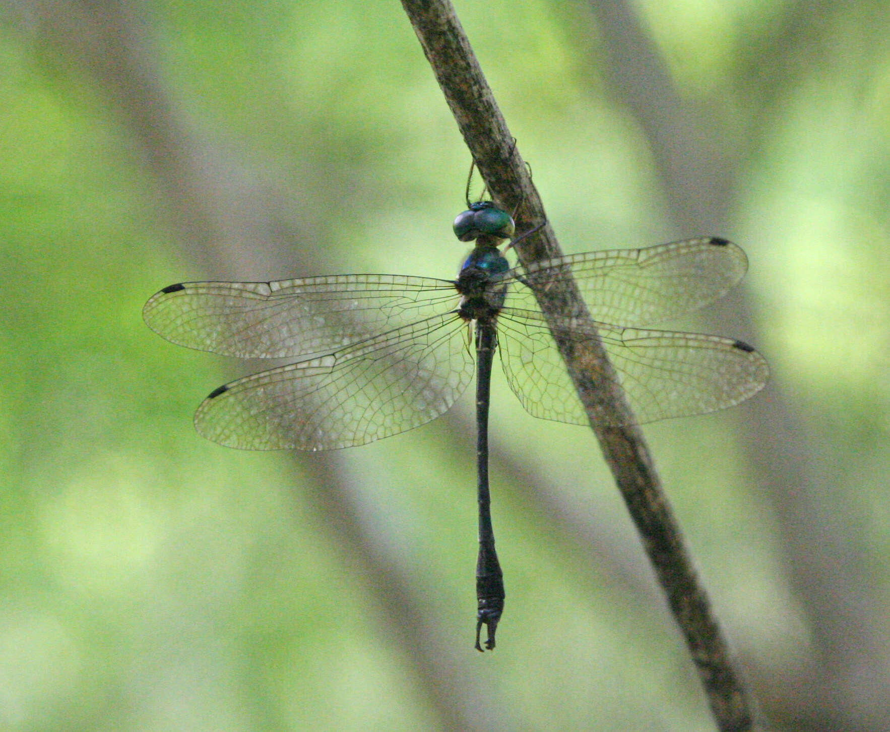 Image of <i>Idionyx thailandica</i>