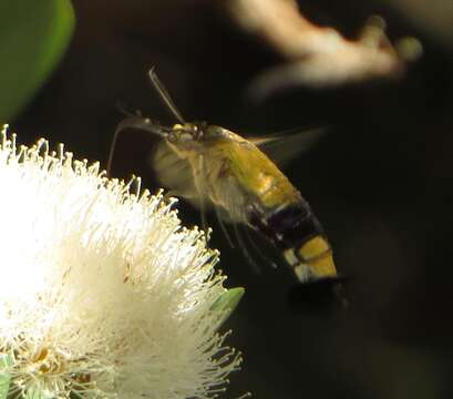 Image of Oriental Bee Hawkmoth