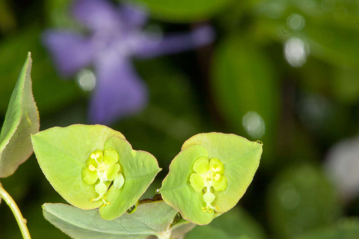 Image of sweet spurge