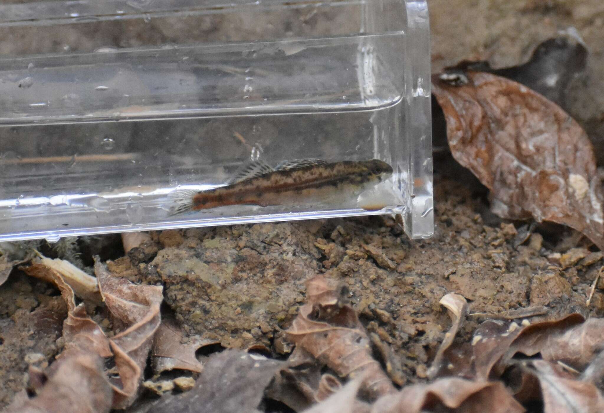 Plancia ëd Etheostoma zonistium Bailey & Etnier 1988