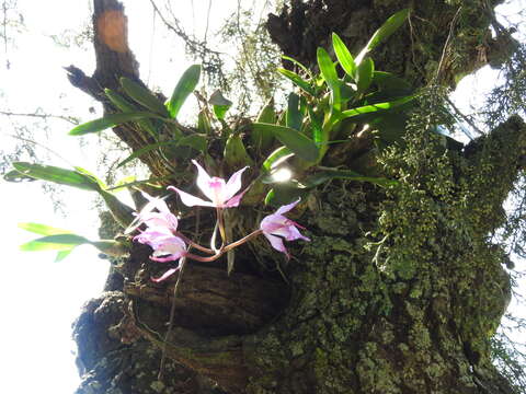 Plancia ëd Laelia autumnalis (Lex.) Lindl.