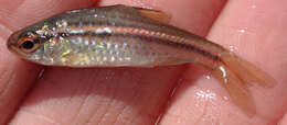 Image of Copperstripe barb