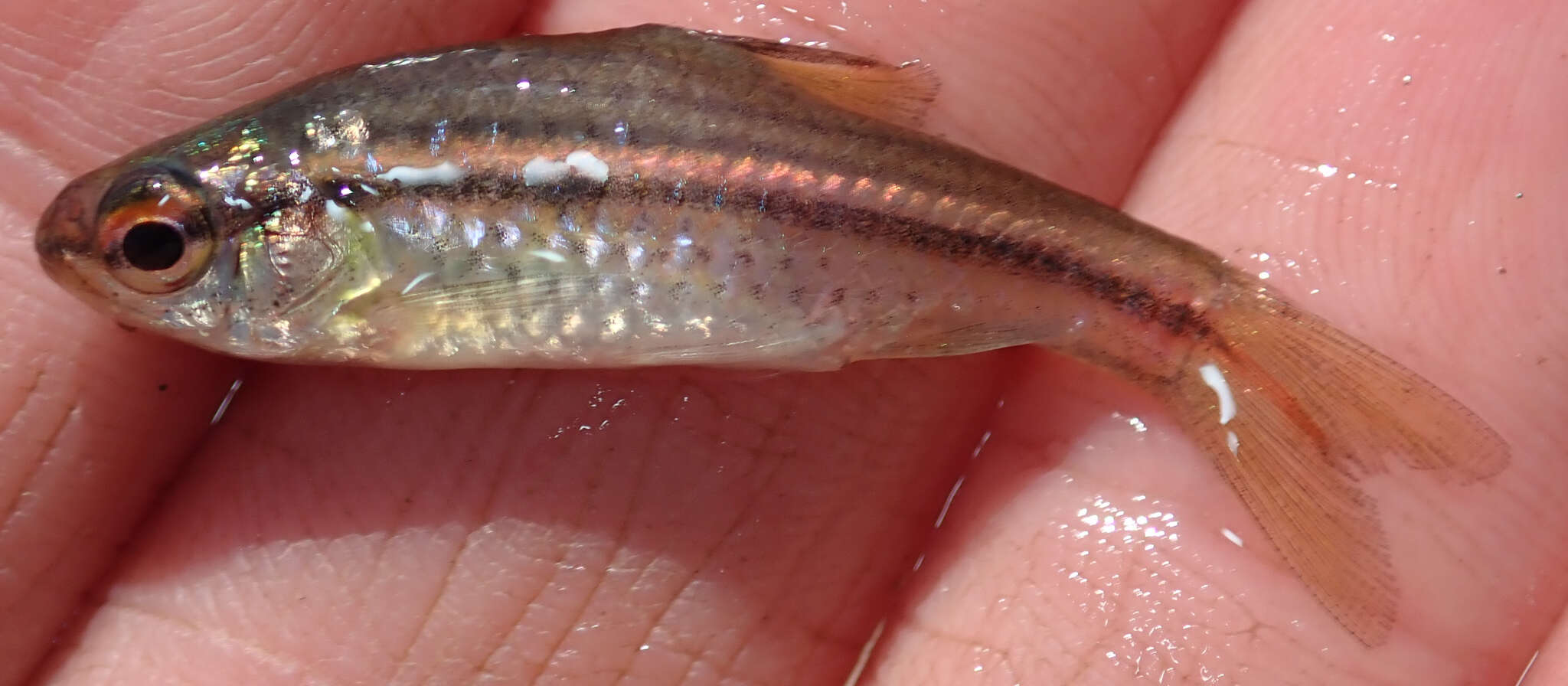 Image of Copperstripe barb