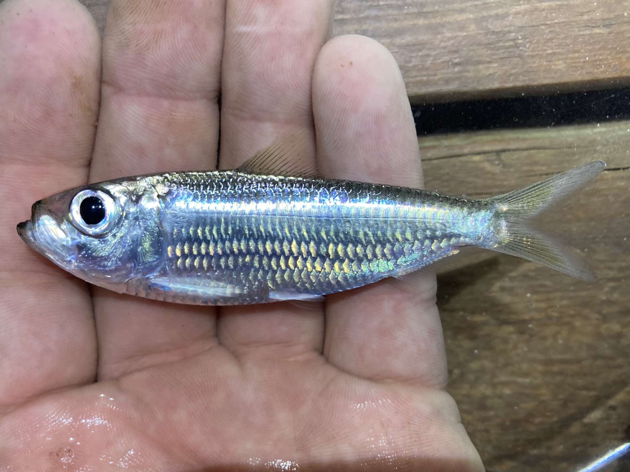 Image of Guiana Herring