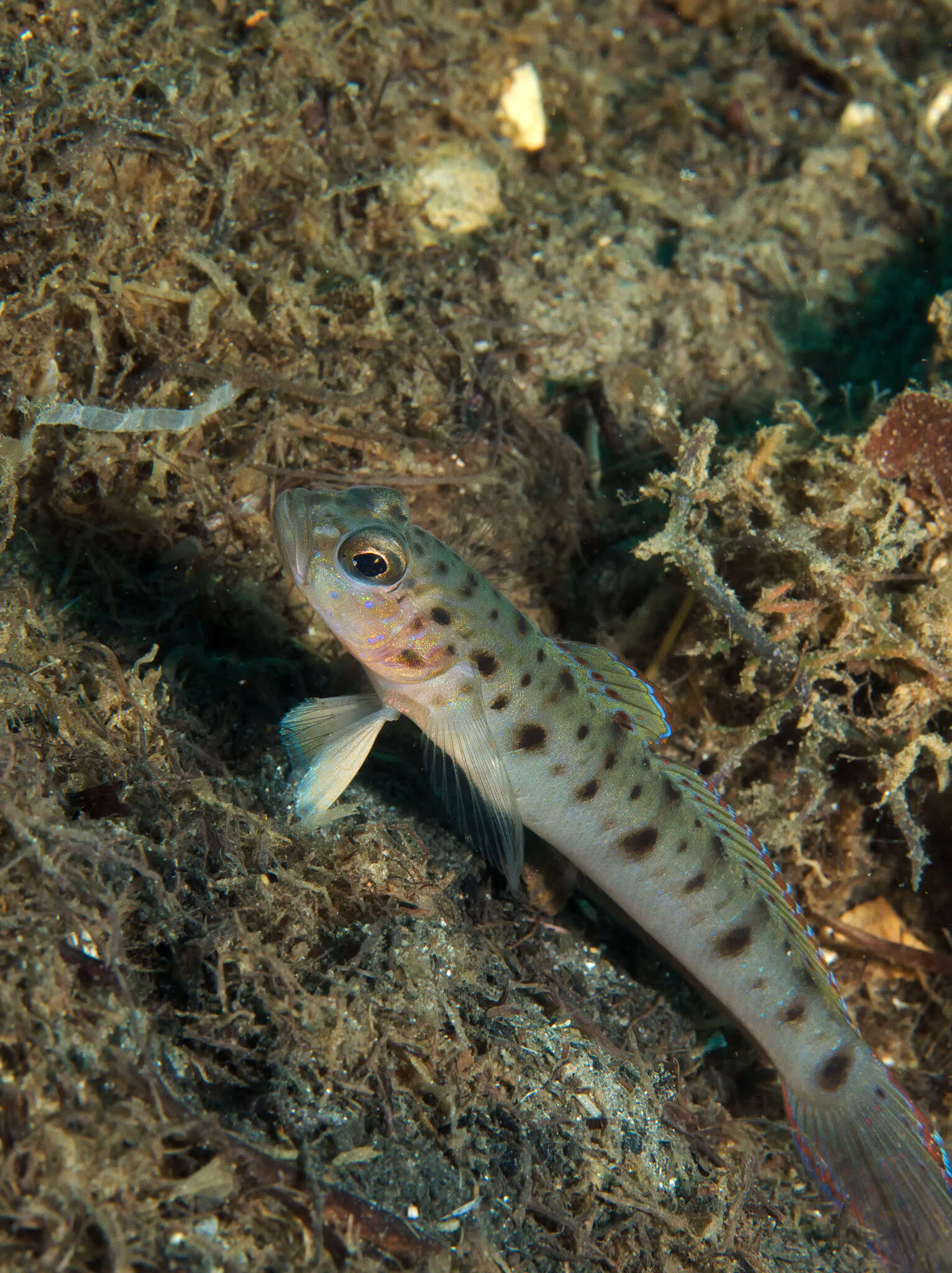 Image of Ambanoro shrimpgoby