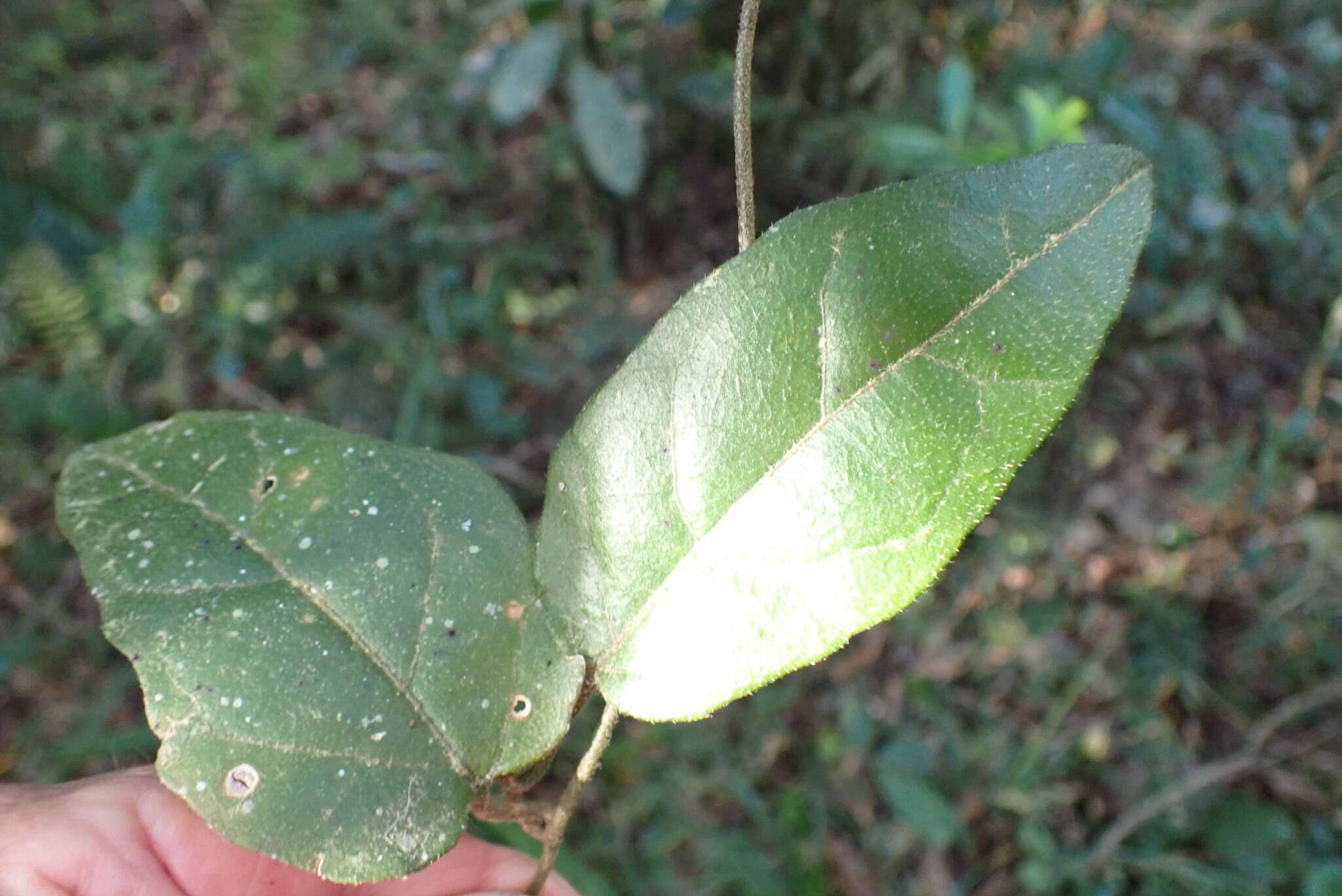 Image of Pyrenacantha scandens (Thunb.) Planch. ex Harv.