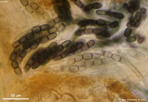 Image of Sporormiella minima (Auersw.) S. I. Ahmed & Cain 1970