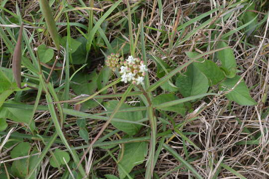 Plancia ëd Asclepias woodsoniana Standl. & Steyerm.