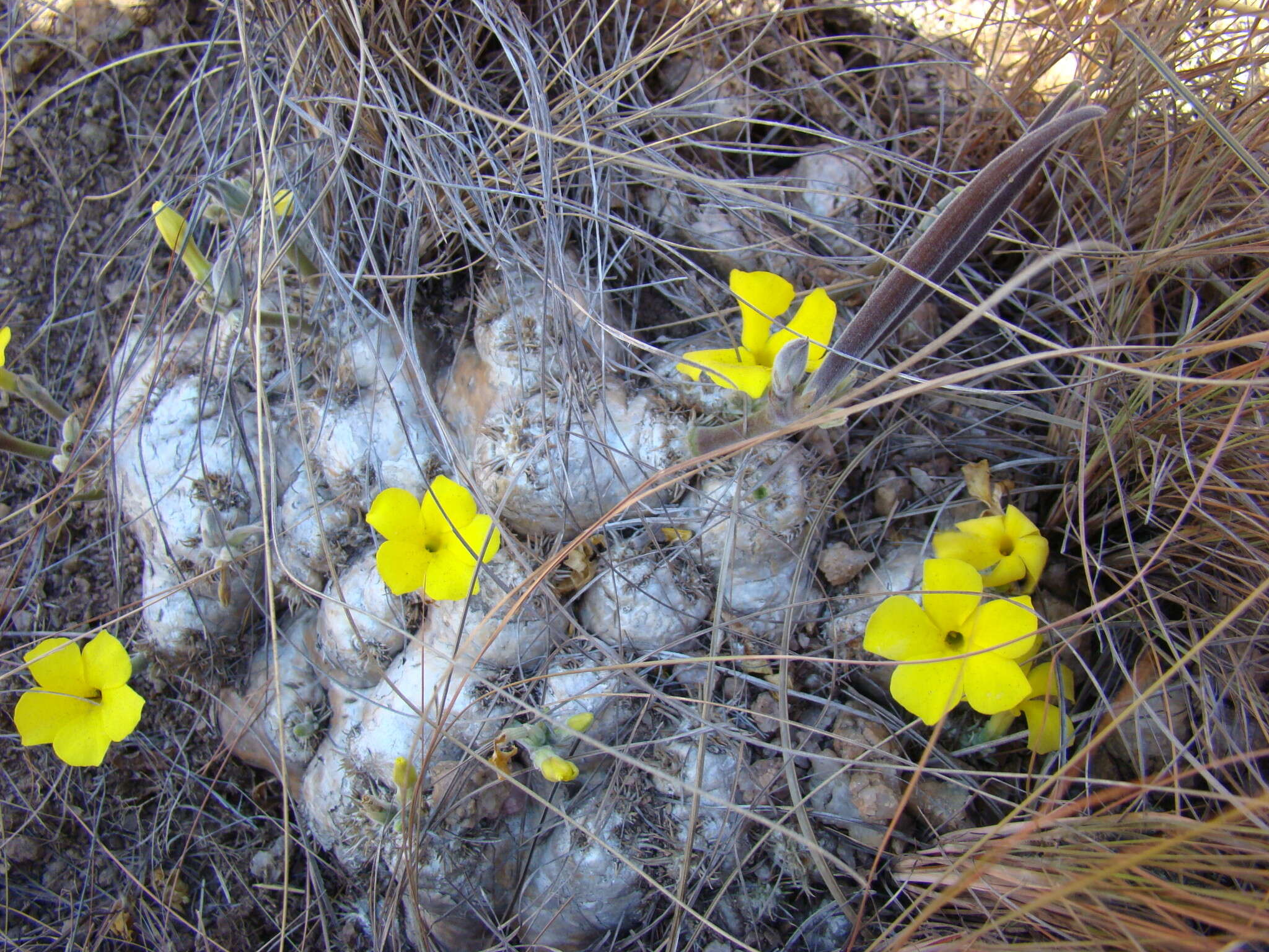 Image de Pachypodium brevicaule Baker