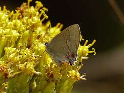 Image of Calycopis caulonia (Hewitson (1877))